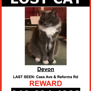 Lost Cat Devon