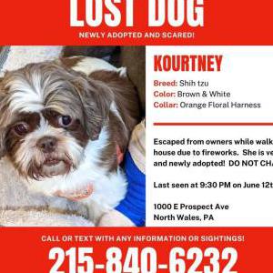 Lost Dog Kourtney