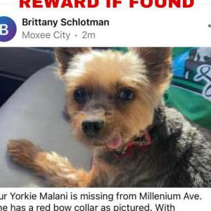 Lost Dog Malani