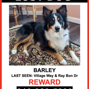 Lost Dog Barley
