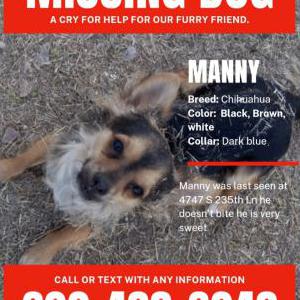 Lost Dog Manny