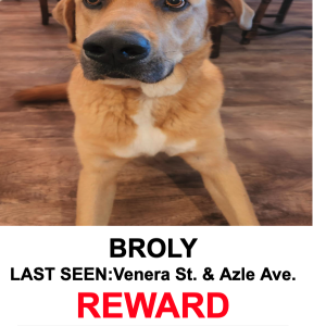 Lost Dog Broly