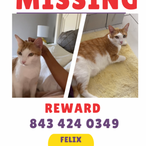 Lost Cat Felix