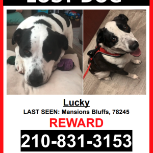Lost Dog Lucky
