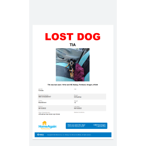 Lost Dog Tia