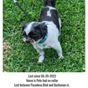 Lost Dog Pete