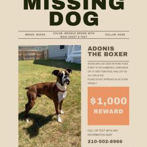 Lost Dog Adonis