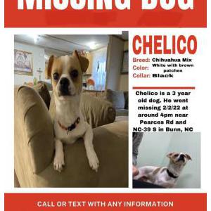 Lost Dog Chelico