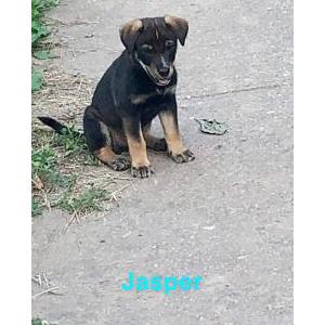 Lost Dog Jasper