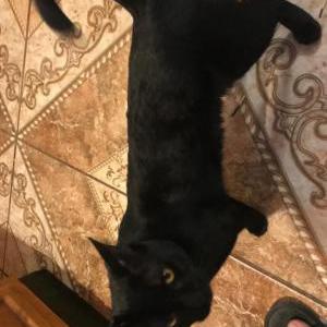 Lost Cat Lucky