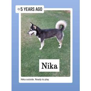 Lost Dog Nika