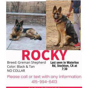 Lost Dog Rocky