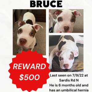 Lost Dog Bruce