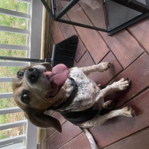 Found Dog Unknown beagle