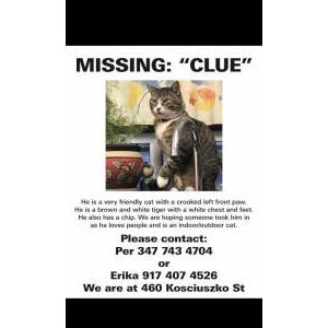 Lost Cat Clue