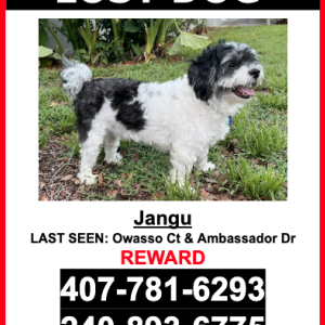Lost Dog Jangu