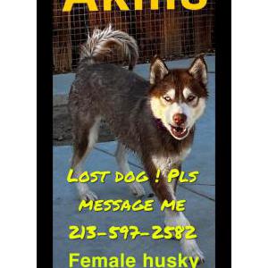 Lost Dog Akilis