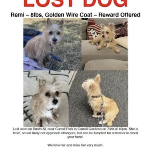 2nd Image of Remi, Lost Dog