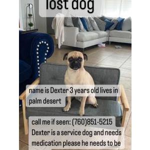 Lost Dog Dexter
