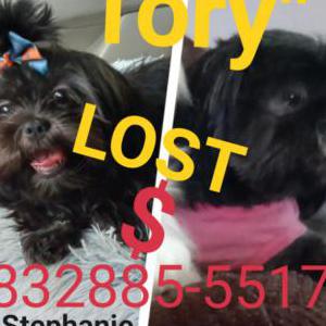 Lost Dog tory