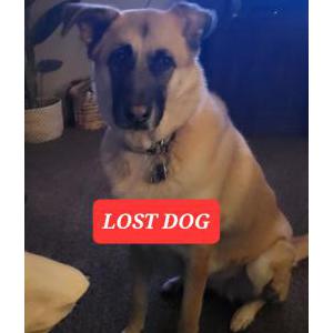 Lost Dog Holly