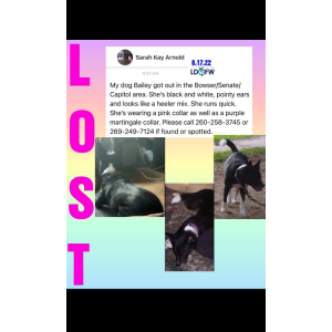 Lost Dog Baylee