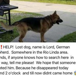 Lost Dog Lord
