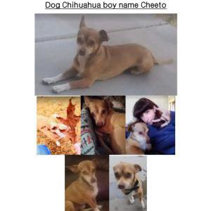Lost Dog Cheeto