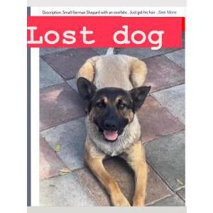 Lost Dog Jaws