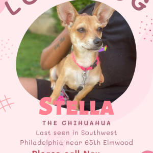 Lost Dog Stella