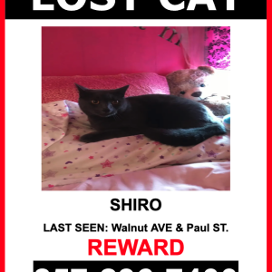 Lost Cat Shiro