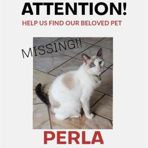 Lost Cat Perla