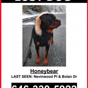 Lost Dog Honeybear