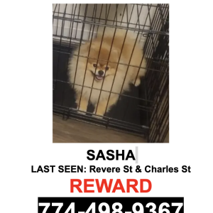 Lost Dog Sasha