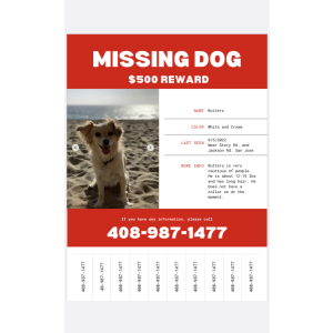 Lost Dog Butters