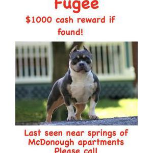 Lost Dog Fugee