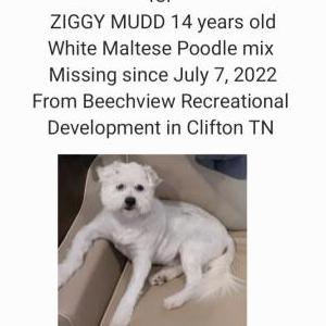 Lost Dog Ziggy Mudd