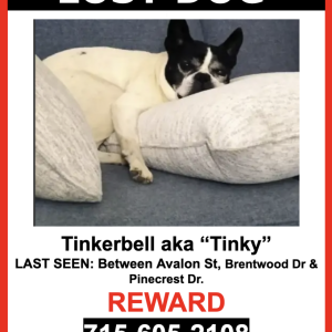 Lost Dog Tinkerbell aka 