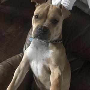 Lost Dog Ace