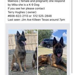 Lost Dog Mika