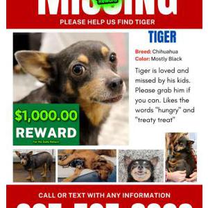 Lost Dog Tiger
