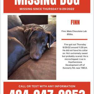 Lost Dog Finn