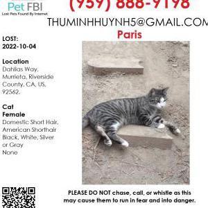 Lost Cat Paris