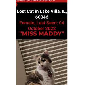 Lost Cat Miss Maddy