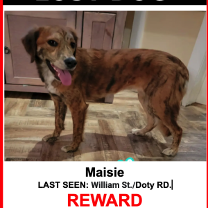 Lost Dog Maisie