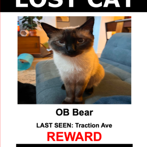 Lost Cat OB Bear