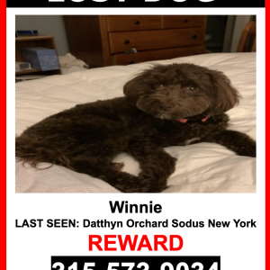 Lost Dog Winnie