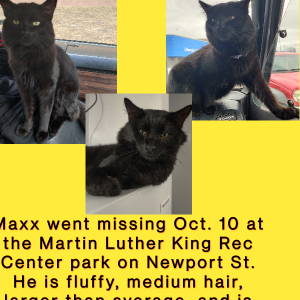 Lost Cat Maxx