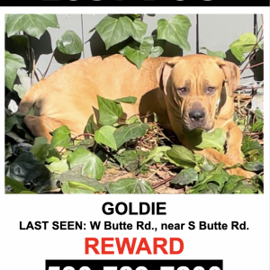 Lost Dog Goldie