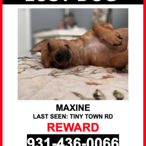 Lost Dog Maxine